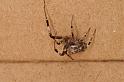 Zosis_geniculata_D7693_Z_89_The Gap_Australie